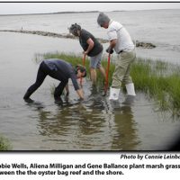 Living Shoreline in NC