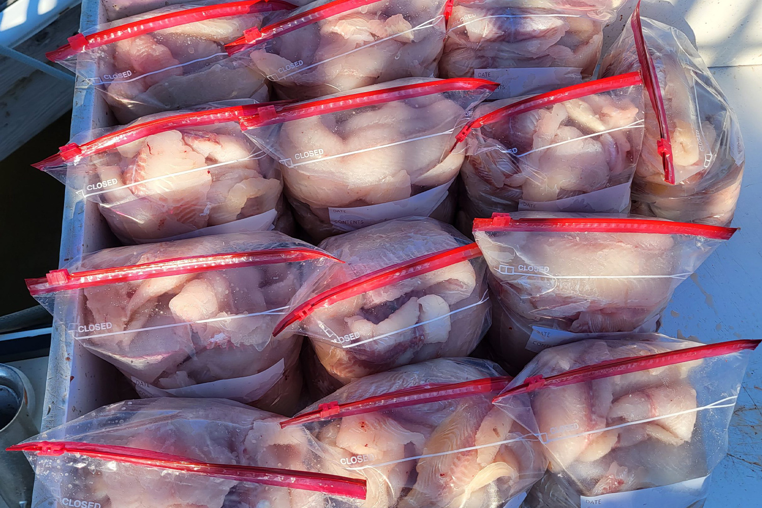Blue Catfish into one of the best-tasting freshwater fish in the world.