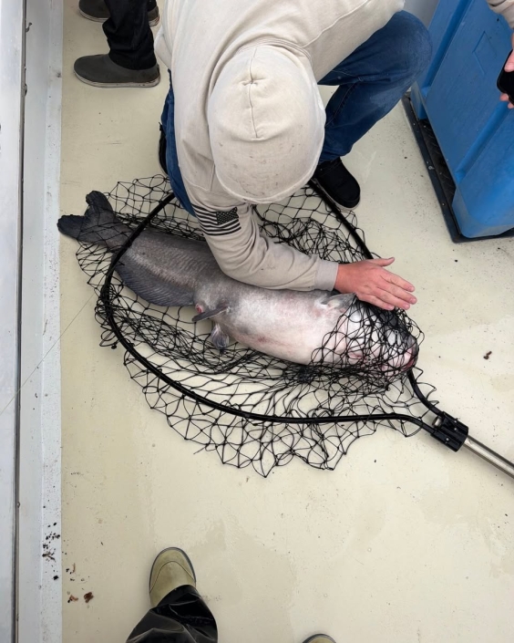 blue catfish Potomac 55 pound Miss Susie Charters