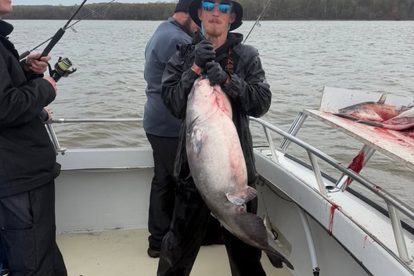 blue catfish Potomac 55 pound Miss Susie Charters